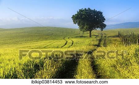 Stock Image - "Fields and a tree in the morning light, Val d'Orcia, Tuscany, Italy, Europe". Fotosearch