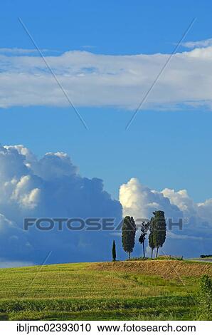 "Fields and cypress trees, Pienza, Val d'Orcia, Orcia Valley, UNESCO World Heritage Site, Siena Province, Tuscany, Italy, Europe" View Large Photo Image Stock Image - "Fields and cypress trees, Pienza, Val d'Orcia, Orcia Valley, UNESCO World Heritage Site, Siena Province, Tuscany, Italy, Europe". Fotosearch