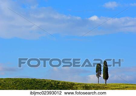 Stock Image - "Fields and cypress trees, Pienza, Val d'Orcia, Orcia Valley, UNESCO World Heritage Site, Siena Province, Tuscany, Italy, Europe". Fotosearch