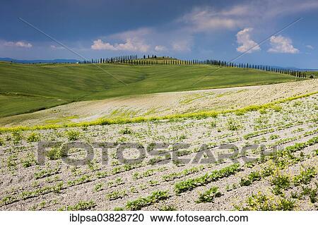 "Fields and hills of Crete Senesi, Tuscany, Italy, Europe" View Large Photo Image Stock Image - "Fields and hills of Crete Senesi, Tuscany, Italy, Europe". Fotosearch