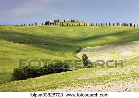 Stock Image - "Fields and hills of Crete Senesi, Tuscany, Italy, Europe". Fotosearch
