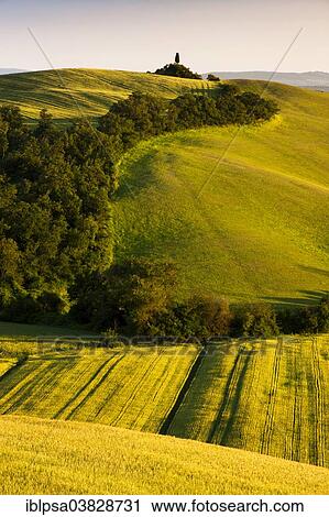 "Fields and hills of Crete Senesi, Tuscany, Italy, Europe" View Large Photo Image Stock Image - "Fields and hills of Crete Senesi, Tuscany, Italy, Europe". Fotosearch