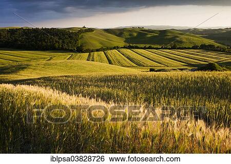 "Fields and hills of Crete Senesi, Tuscany, Italy, Europe" View Large Photo Image Stock Photograph - "Fields and hills of Crete Senesi, Tuscany, Italy, Europe". Fotosearch