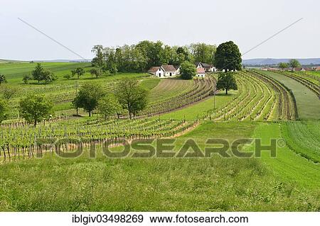 "Fields and vineyards along the Kellergasse cellar route on Galgenberg hill, Galgenberg, near Wildendurnbach, Weinviertel, Lower Austria, Austria, Europe" View Large Photo Image Stock Photo - "Fields and vineyards along the Kellergasse cellar route on Galgenberg hill, Galgenberg, near Wildendurnbach, Weinviertel, Lower Austria, Austria, Europe". Fotosearch