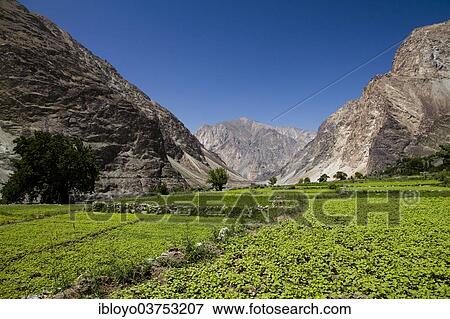 Stock Photo - "Fields around Bodgang village, Nubra Valley, Ladakh, Jammu and Kashmir, India, Asia". Fotosearch