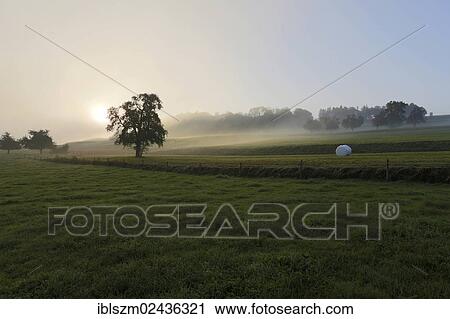 "Fields in the morning mist, Hinterbach, Thurgau, Switzerland, Europe" View Large Photo Image Stock Image - "Fields in the morning mist, Hinterbach, Thurgau, Switzerland, Europe". Fotosearch