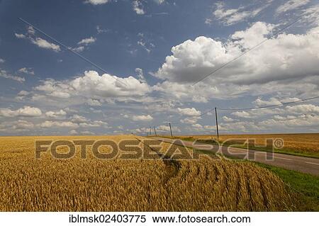 "Fields near Pierrecourt along the D5 road, Via Francigena, Champlitte, department of Haute-Saone, Franche-Comte region, France, Europe" View Large Photo Image Stock Photography - "Fields near Pierrecourt along the D5 road, Via Francigena, Champlitte, department of Haute-Saone, Franche-Comte region, France, Europe". Fotosearch