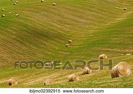"Fields with straw bales, Val d'Orcia, Orcia Valley, Pienza, Siena Province, Tuscany, Italy, Europe" View Large Photo Image Stock Photography - "Fields with straw bales, Val d'Orcia, Orcia Valley, Pienza, Siena Province, Tuscany, Italy, Europe". Fotosearch