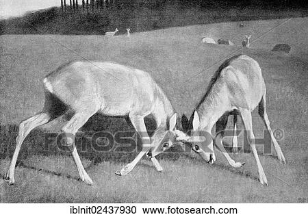 "Fighting bucks, an illustration from Moderne Kunst in Meisterholzschnitten, a yearbook from 1900" View Large Photo Image Stock Image - "Fighting bucks, an illustration from Moderne Kunst in Meisterholzschnitten, a yearbook from 1900". Fotosearch