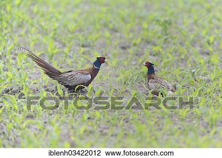 "Fighting Common Pheasants (Phasianus colchicus), Haren, Emsland, Lower Saxony, Germany, Europe" View Large Photo Image Stock Image - "Fighting Common Pheasants (Phasianus colchicus), Haren, Emsland, Lower Saxony, Germany, Europe". Fotosearch