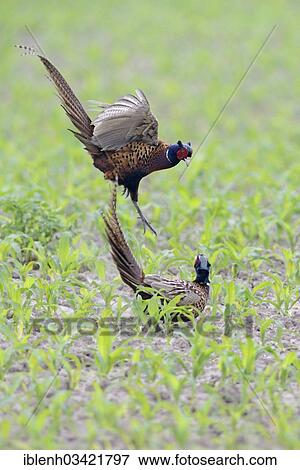 "Fighting Common Pheasants (Phasianus colchicus), Haren, Emsland, Lower Saxony, Germany, Europe" View Large Photo Image Stock Photo - "Fighting Common Pheasants (Phasianus colchicus), Haren, Emsland, Lower Saxony, Germany, Europe". Fotosearch