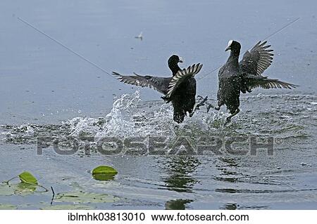 "Fighting Eurasian Coots (Fulica atra), North Rhine-Westphalia, Germany, Europe" View Large Photo Image Stock Image - "Fighting Eurasian Coots (Fulica atra), North Rhine-Westphalia, Germany, Europe". Fotosearch