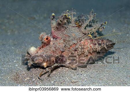 "Filament-finned stinger (Inimicus filamentosus), on sandy ground, Red Sea, Makadi Bay, Hurghada, Egypt, Africa" View Large Photo Image Stock Photo - "Filament-finned stinger (Inimicus filamentosus), on sandy ground, Red Sea, Makadi Bay, Hurghada, Egypt, Africa". Fotosearch