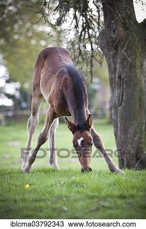 "Filly, 4 weeks, trotter, first grazing" View Large Photo Image Stock Image - "Filly, 4 weeks, trotter, first grazing". Fotosearch