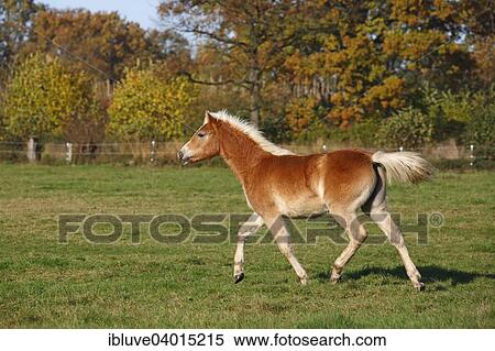 "Filly, Haflinger horse" View Large Photo Image Stock Photography - "Filly, Haflinger horse". Fotosearch