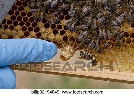 Finger pointing out a new honey bee queen cell on the brood frame View Large Photo Image Stock Photo - Finger pointing out a new honey bee queen cell on the brood frame. Fotosearch