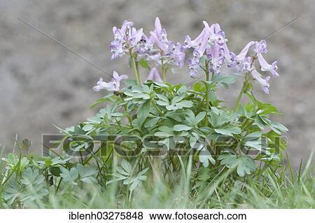 Stock Photo - "Fingered Corydalis (Corydalis solida), Haren, Emsland, Lower Saxony, Germany, Europe". Fotosearch
