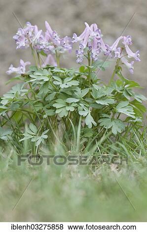 Stock Photo - "Fingered Corydalis (Corydalis solida), Haren, Emsland, Lower Saxony, Germany, Europe". Fotosearch