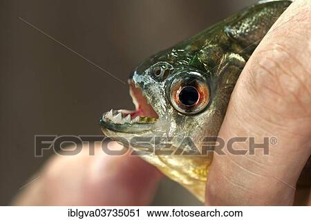 "Fingers holding a young Piranha (Pygocentrus sp. ), Tambopata Nature Reserve, Madre de Dios Region, Peru, South America" View Large Photo Image Stock Image - "Fingers holding a young Piranha (Pygocentrus sp. ), Tambopata Nature Reserve, Madre de Dios Region, Peru, South America". Fotosearch