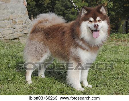 "Finnish Lapphund, male, 3 years, standing on grass" View Large Photo Image Stock Image - "Finnish Lapphund, male, 3 years, standing on grass". Fotosearch