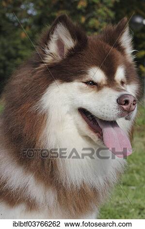 "Finnish Lapphund, male, 3 years" View Large Photo Image Stock Image - "Finnish Lapphund, male, 3 years". Fotosearch
