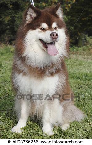 Stock Photograph - "Finnish Lapphund, male, 3 years, sitting on grass". Fotosearch