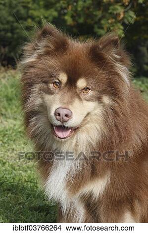 "Finnish Lapphund, male, 6 years" View Large Photo Image Picture - "Finnish Lapphund, male, 6 years". Fotosearch