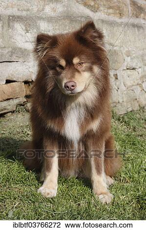 "Finnish Lapphund, male, 6 years, sitting on grass" View Large Photo Image Stock Image - "Finnish Lapphund, male, 6 years, sitting on grass". Fotosearch