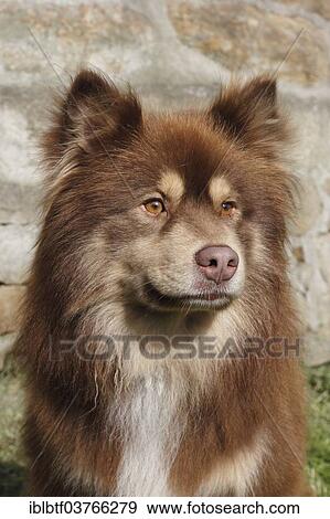"Finnish Lapphund, male, 6 years" View Large Photo Image Stock Photo - "Finnish Lapphund, male, 6 years". Fotosearch