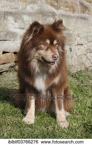 "Finnish Lapphund, male, 6 years, sitting on grass" View Large Photo Image Stock Photograph - "Finnish Lapphund, male, 6 years, sitting on grass". Fotosearch