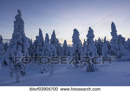 "Finnish winter forest at dusk, near Rovaniemi, Lapland, Finland, Europe" View Large Photo Image Stock Image - "Finnish winter forest at dusk, near Rovaniemi, Lapland, Finland, Europe". Fotosearch