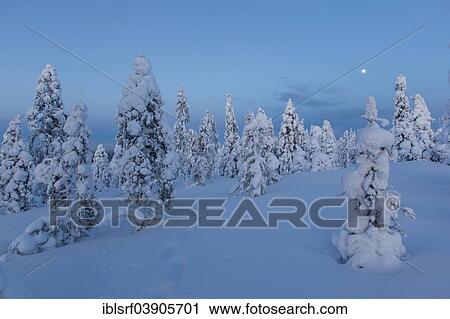 "Finnish winter forest at twillight, near Rovaniemi, Lapland, Finland, Europe" View Large Photo Image Stock Image - "Finnish winter forest at twillight, near Rovaniemi, Lapland, Finland, Europe". Fotosearch