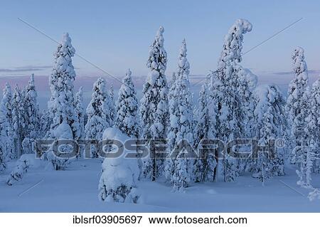 "Finnish winter forest at twillight, near Rovaniemi, Lapland, Finland, Europe" View Large Photo Image Stock Photo - "Finnish winter forest at twillight, near Rovaniemi, Lapland, Finland, Europe". Fotosearch