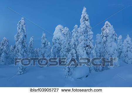 "Finnish winter forest at twillight, near Rovaniemi, Lapland, Finland, Europe" View Large Photo Image Stock Photo - "Finnish winter forest at twillight, near Rovaniemi, Lapland, Finland, Europe". Fotosearch