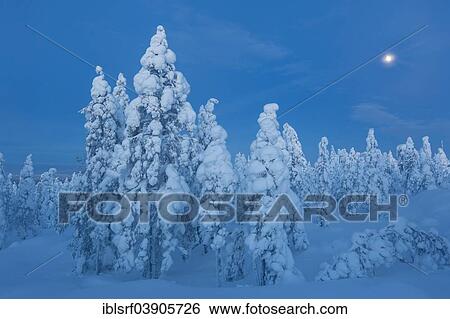 "Finnish winter forest at twillight, near Rovaniemi, Lapland, Finland, Europe" View Large Photo Image Stock Photograph - "Finnish winter forest at twillight, near Rovaniemi, Lapland, Finland, Europe". Fotosearch