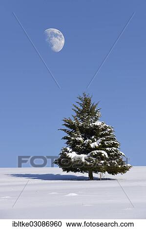 Stock Image - "Fir (Abies sp. ) in winter, Onstmettingen, Schwabische Alb, Baden-Wurttemberg, Germany, Europe". Fotosearch
