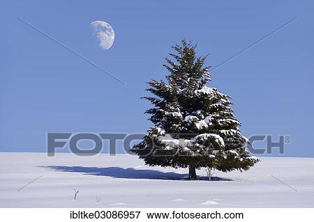 Stock Photo - "Fir (Abies sp. ) in winter, Onstmettingen, Schwabische Alb, Baden-Wurttemberg, Germany, Europe". Fotosearch