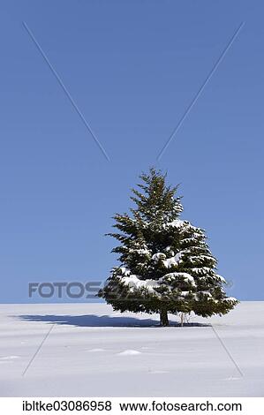 "Fir (Abies sp. ) in winter, Onstmettingen, Schwabische Alb, Baden-Wurttemberg, Germany, Europe" View Large Photo Image Stock Photo - "Fir (Abies sp. ) in winter, Onstmettingen, Schwabische Alb, Baden-Wurttemberg, Germany, Europe". Fotosearch