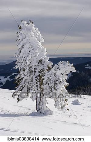 "Fir tree covered with hoar frost, Feldberg, Black Forest, Baden-Wurttemberg, Germany, Europe" View Large Photo Image Picture - "Fir tree covered with hoar frost, Feldberg, Black Forest, Baden-Wurttemberg, Germany, Europe". Fotosearch