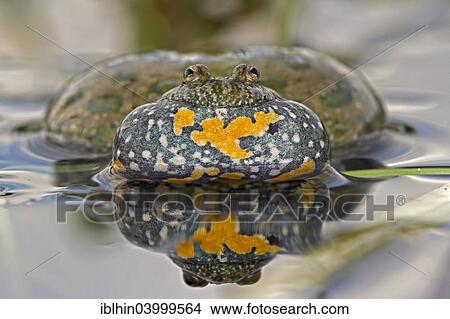 "Fire-bellied Toad or Firebelly Toad (Bombina bombina), croaking, reflection, seepage water, Middle Elbe, Saxony-Anhalt, Germany, Europe" View Large Photo Image Picture - "Fire-bellied Toad or Firebelly Toad (Bombina bombina), croaking, reflection, seepage water, Middle Elbe, Saxony-Anhalt, Germany, Europe". Fotosearch