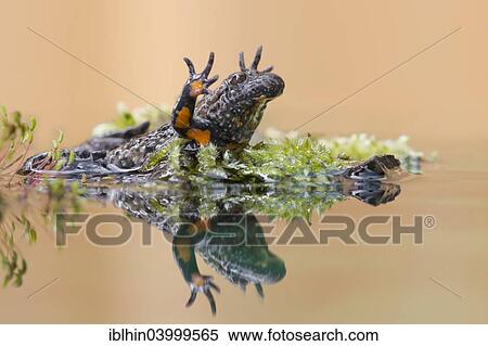 "Fire-bellied Toad or Firebelly Toad (Bombina bombina), Unkenreflex defensive posture, reflection, seepage water, Middle Elbe, Saxony-Anhalt, Germany, Europe" View Large Photo Image Stock Photography - "Fire-bellied Toad or Firebelly Toad (Bombina bombina), Unkenreflex defensive posture, reflection, seepage water, Middle Elbe, Saxony-Anhalt, Germany, Europe". Fotosearch
