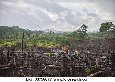 "Fire cleared jungle, Kenema, Eastern Province, Sierra Leone, Africa" View Large Photo Image Stock Photo - "Fire cleared jungle, Kenema, Eastern Province, Sierra Leone, Africa". Fotosearch