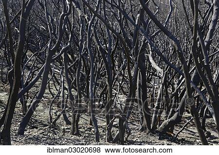 "Fire damage four months after a forest fire, Nationalpark Garajonay, La Gomera, Canary Islands, Spain, Europe" View Large Photo Image Stock Photo - "Fire damage four months after a forest fire, Nationalpark Garajonay, La Gomera, Canary Islands, Spain, Europe". Fotosearch