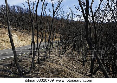 "Fire damage four months after a forest fire, next to a country road, Nationalpark Garajonay, La Gomera, Canary Islands, Spain, Europe" View Large Photo Image Stock Photo - "Fire damage four months after a forest fire, next to a country road, Nationalpark Garajonay, La Gomera, Canary Islands, Spain, Europe". Fotosearch