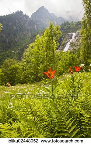 "Fire Lily (Lilium bulbiferum) with hikers in Val Calneggia, Valle Maggia, Ticino, Switzerland, Europe" View Large Photo Image Stock Image - "Fire Lily (Lilium bulbiferum) with hikers in Val Calneggia, Valle Maggia, Ticino, Switzerland, Europe". Fotosearch