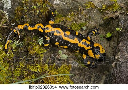 "Fire Salamander (Salamandra salamandra), old adult, resting on rock, Pirin National Park, Pirin Mountains, Bulgaria, Europe" View Large Photo Image Picture - "Fire Salamander (Salamandra salamandra), old adult, resting on rock, Pirin National Park, Pirin Mountains, Bulgaria, Europe". Fotosearch