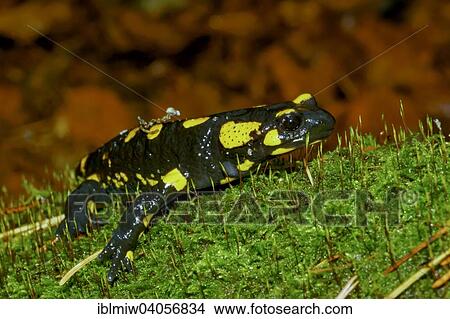 Picture - "Fire Salamander (Salamandra salamandra), Styria, Austria, Europe". Fotosearch