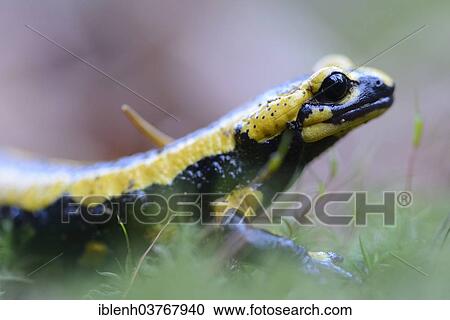 Stock Image - "Fire Salamander (Salamandra salamandra), Saxony-Anhalt, Germany, Europe". Fotosearch