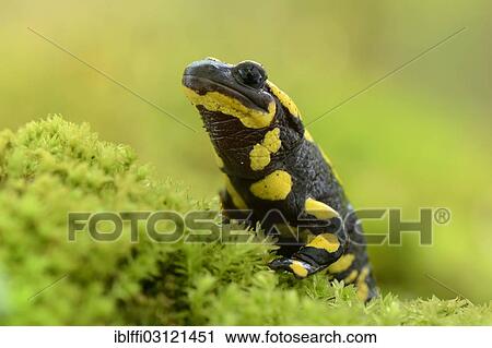 "Fire Salamander (Salamandra salamandra), adult, on moss, Dortmund, Ruhr district, North Rhine-Westphalia, Germany, Europe" View Large Photo Image Stock Image - "Fire Salamander (Salamandra salamandra), adult, on moss, Dortmund, Ruhr district, North Rhine-Westphalia, Germany, Europe". Fotosearch