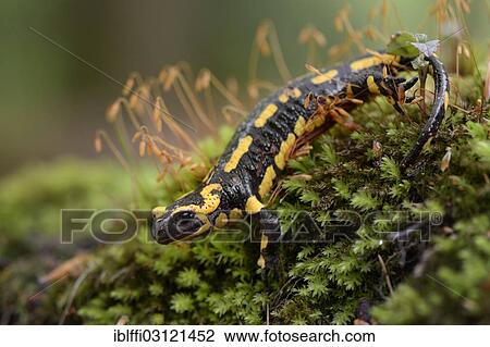 "Fire Salamander (Salamandra salamandra), adult, on moss, Dortmund, Ruhr district, North Rhine-Westphalia, Germany, Europe" View Large Photo Image Stock Image - "Fire Salamander (Salamandra salamandra), adult, on moss, Dortmund, Ruhr district, North Rhine-Westphalia, Germany, Europe". Fotosearch